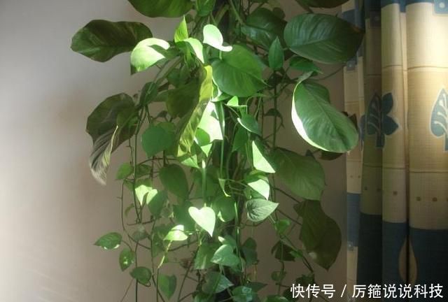  『油绿』室内养绿萝，“位置”放对了，叶油绿长势快，一个枝条2米长