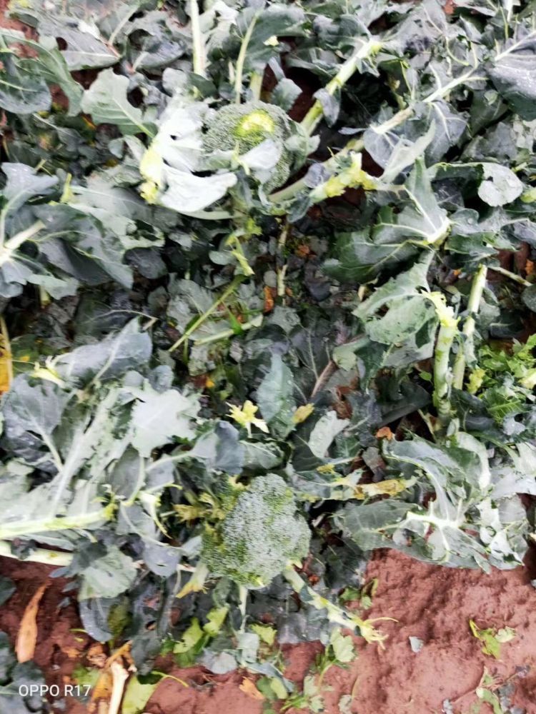  葡萄|葡萄大棚被冰雹打成筛子......一场冰雹 莱西多个乡镇农作物受损