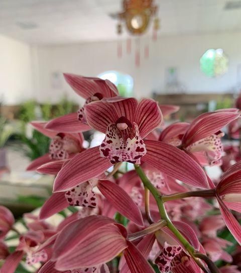  #粗壮#养兰花只用1种“促花肥”，肥力猛，花芽早出土，根系粗壮开花多