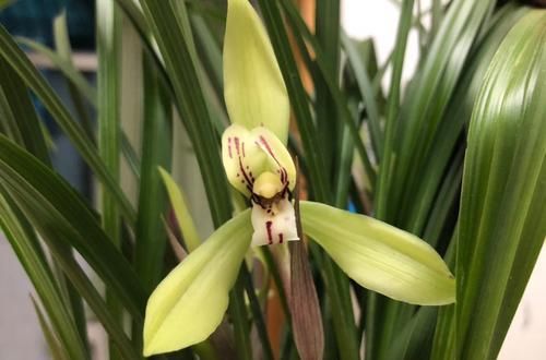  『植物』兰花根系和开花的关系，磷酸二氢钾会使兰花中毒是怎么回事？
