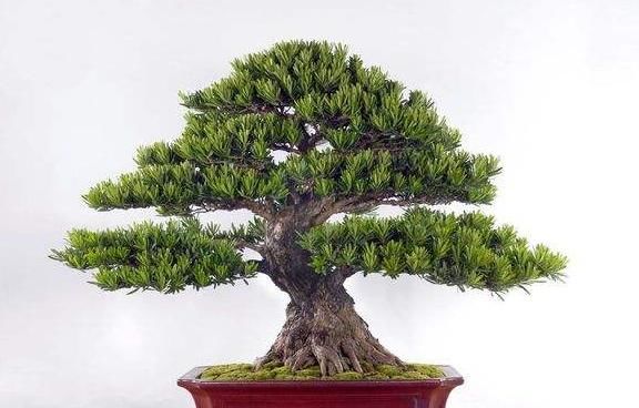 『室内』室内养花选这4款,好养寓意好,花期长花量大,夏天满院都是花海