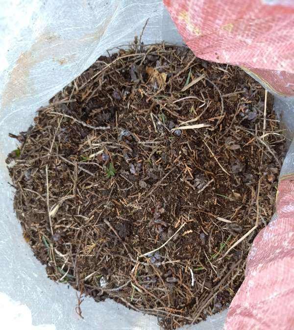  花钱买|肥得流油的“养花土”,家门口就有,随用随取,别再花钱买了!