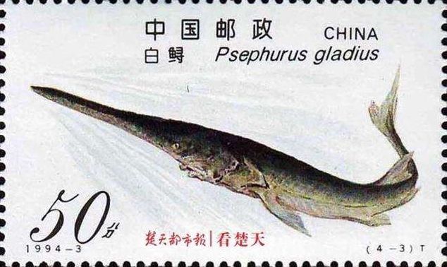  「自然保护」又一物种灭绝！长江白鲟，我们从未遇见，但听闻已