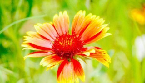  『种植』“吉普赛”花量超多，易爆盆，花色美丽，种植容易，盆栽养花选它