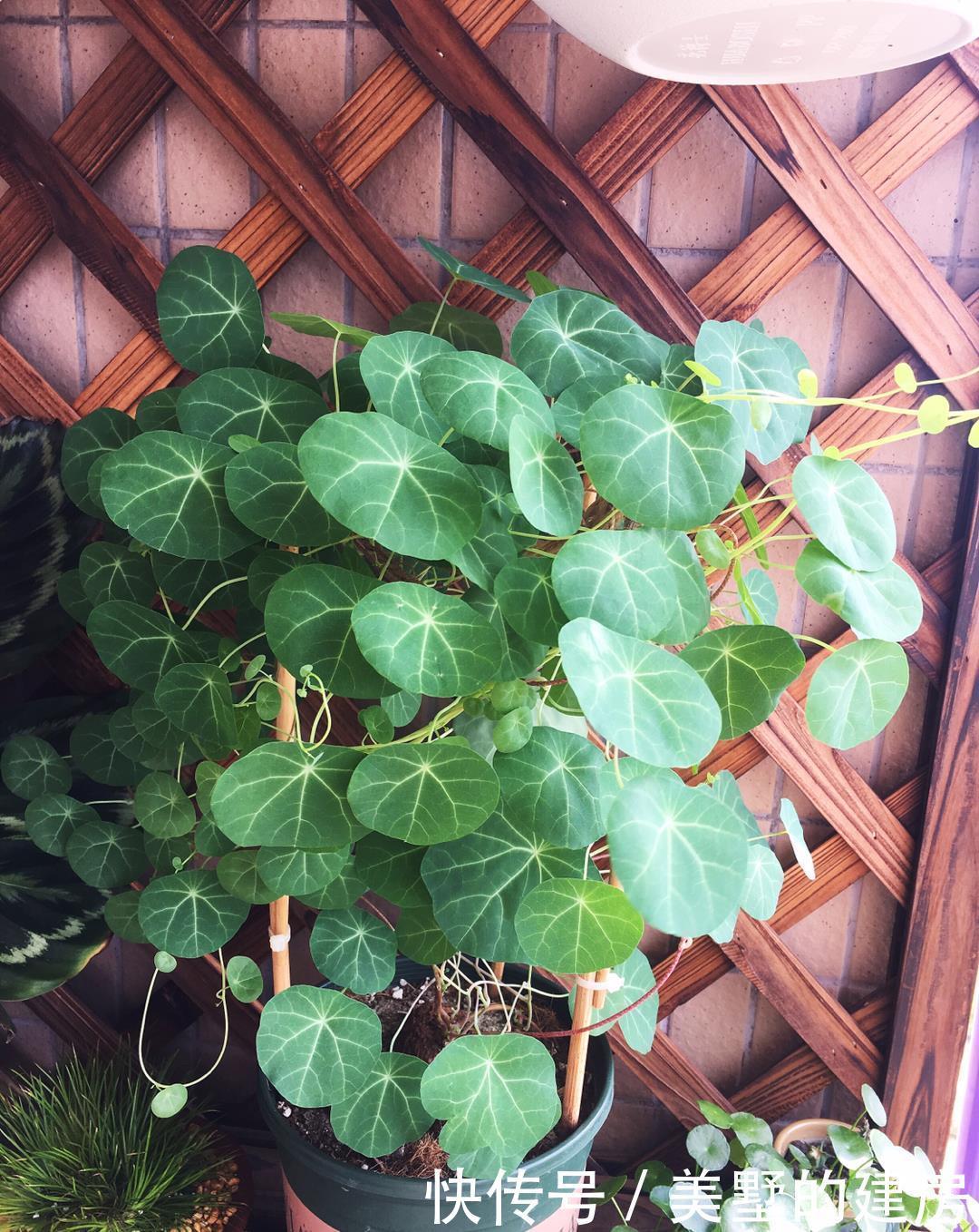 水培巴西木■2种花,长叶子之前像块烂木头,没想到半年叶子爬满墙