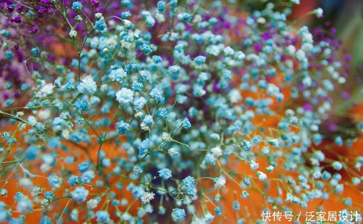  #适合#5种“懒人花”，最适合新手懒人养，越不管越爆盆！