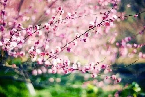 知否知否，应是暗香浮动，浙江已进入赏梅佳期！