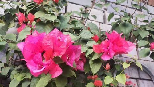  「难度」4种花最好养，新手养都没难度，叶子翠绿花不断，净化空气本领大