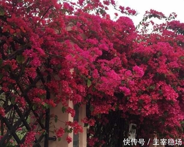 【三角梅】巴西三角梅非常好养,耐寒性强,花期长,花开香满园!