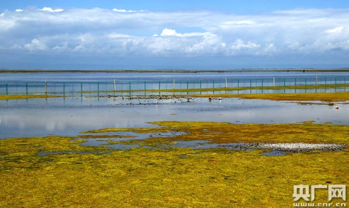青海湖加强生态保护 整体生态功能持续增强
