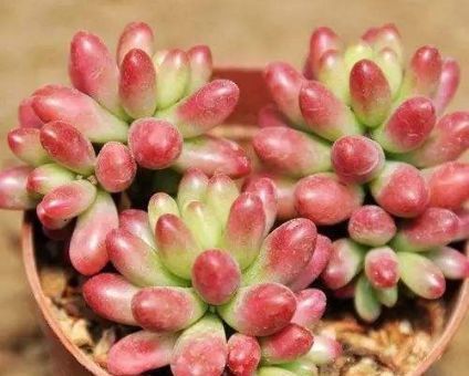  子持莲华@夏天养这些多肉，好养丰满肉嘟嘟，种在阳台很治愈，叶片晶莹剔透