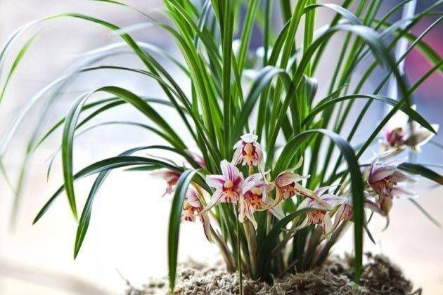  「种类」知道兰花有多少个？兰花一共有7个种类，知道你养的那种吗？