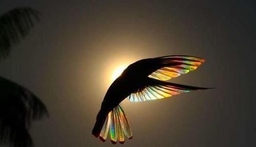 太美了！摄影师在阳光下拍摄蜂鸟，拍到“意想不到的一幕”