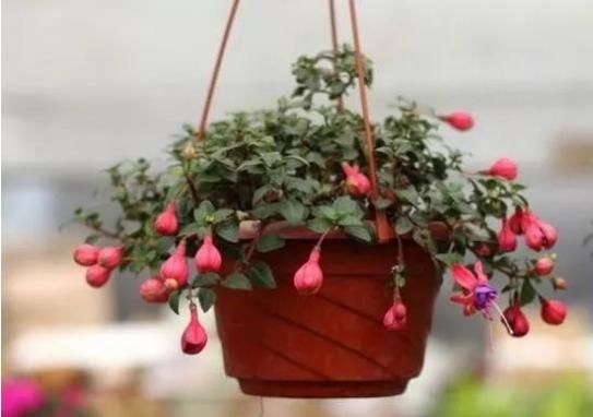 草本植物■这“4种花”吊起来养,漂亮好看又好养,不占地方开花多,超美!