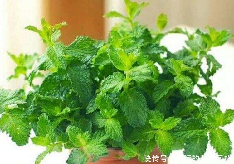 【迷人】养花就养这几款,全年开花不停,花色鲜艳夺目,花朵美艳迷人