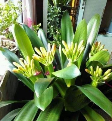  营养：君子兰5年不开花？今年做好这“3点”，花芽蹭蹭冒，花朵鲜艳！