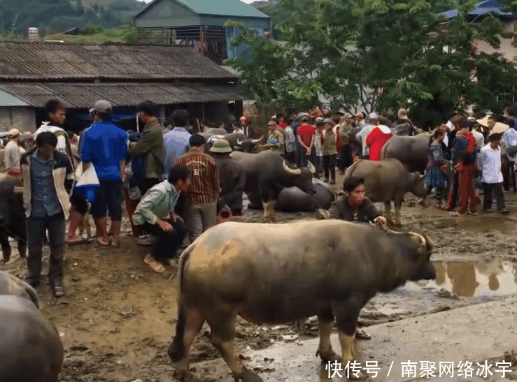 中国游客到越南, 实拍大山农村水牛市场, 一头牛到底能卖多少钱