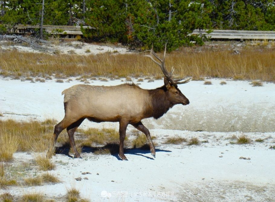 神奇黄石，世界国家公园的大哥大
