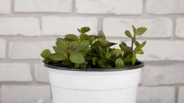  『薄荷的叶片』薄荷养厨房，掐一把就能做菜吃，越晒太阳越爆盆！