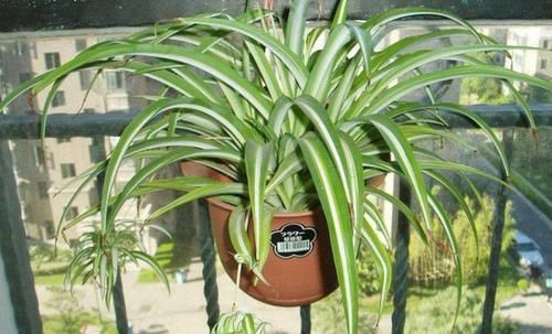 「吊兰的根」吊兰根系'撑爆'盆?跟着小编学,养根、分株,花盆都装不下