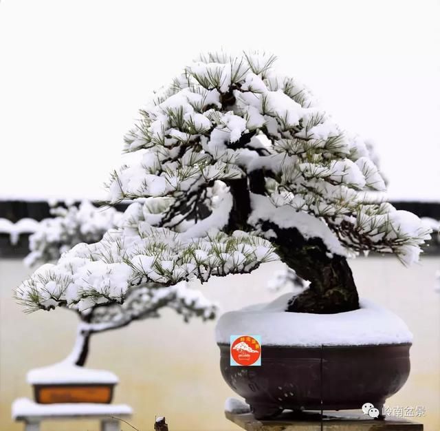 一组盆景作品欣赏，雪中赏盆景，别具一番风韵！