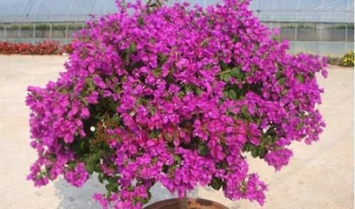  补充|养三角梅，花开败后做好这几件事，还能再次孕蕾，开出层叠群花