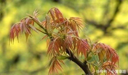 一个多月后,农村这种树要“遭殃”了,有的农民却靠它亩入万元！