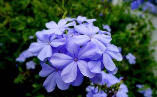  #招人#适合夏天养的3种花，开花量大能爆盆，颜色鲜艳招人爱，天天赏花