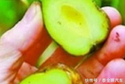 竹子上长出的梨, 1斤上百元, 却遭农民嫌弃, 你吃过吗