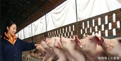 今年起，农村开启“禁养”模式，专家表示支持，农民的话很戳心！