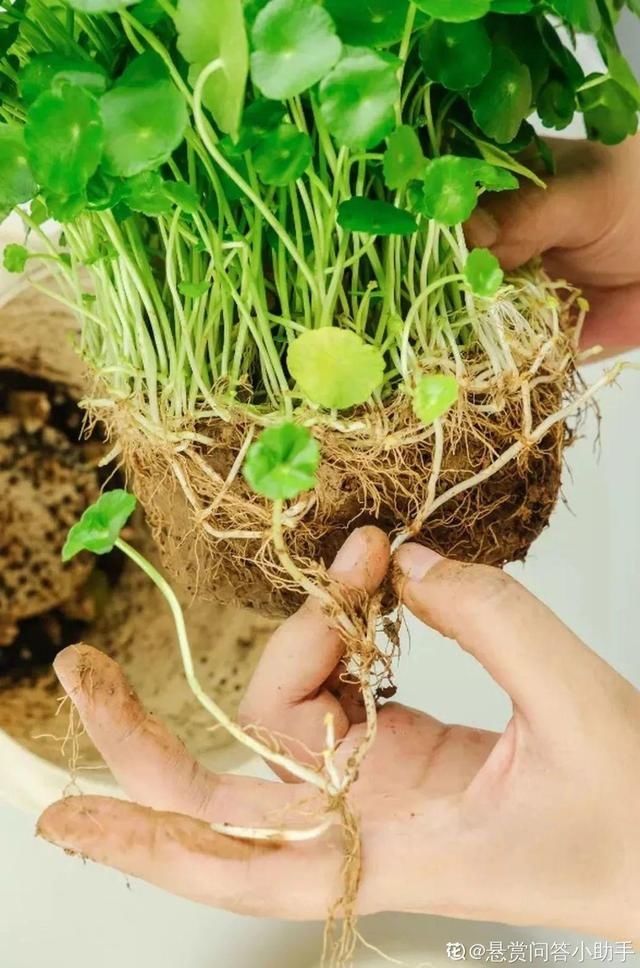  「得像」急性子就养铜钱草，俩月爆满整个家，多得像生物入侵