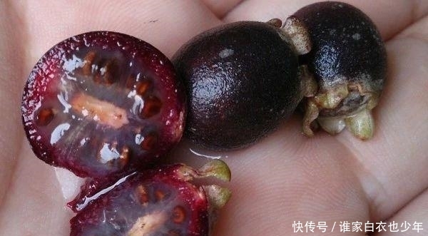  就特别|山上随处可摘到的捻子，果实黑透才好吃，种院子开花特好看