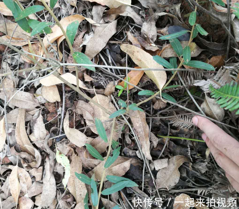  【农村】农村山上的稀罕物，现在越来越少了，过几年不知是否还