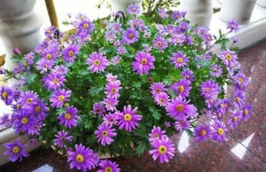  『绿色植物』美丽的野菊花一年四季不停地开花，花开了