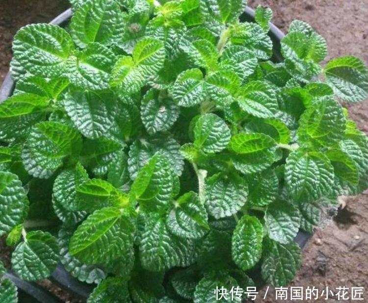  #家里#这几款小花，便宜又好养，寓意吉祥人人爱，家里养真适合