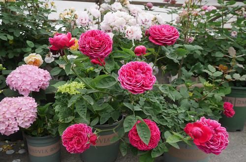 高雅:在家养花不知道养什么,不如养这四款,花朵大花期长,花色高雅