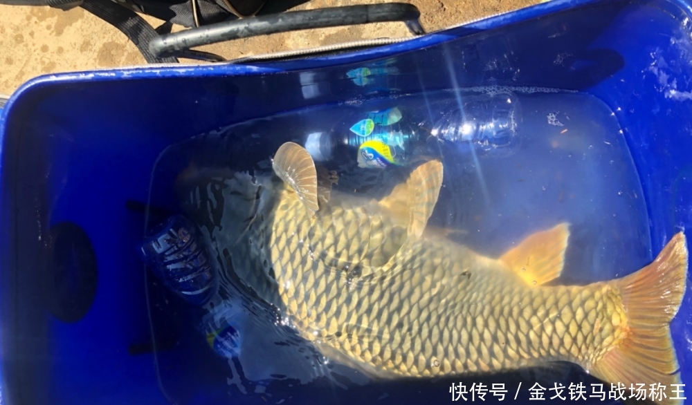  『诱鱼』包食钓法，一个只需很短时间就能上大鱼的钓法，建议新手收藏