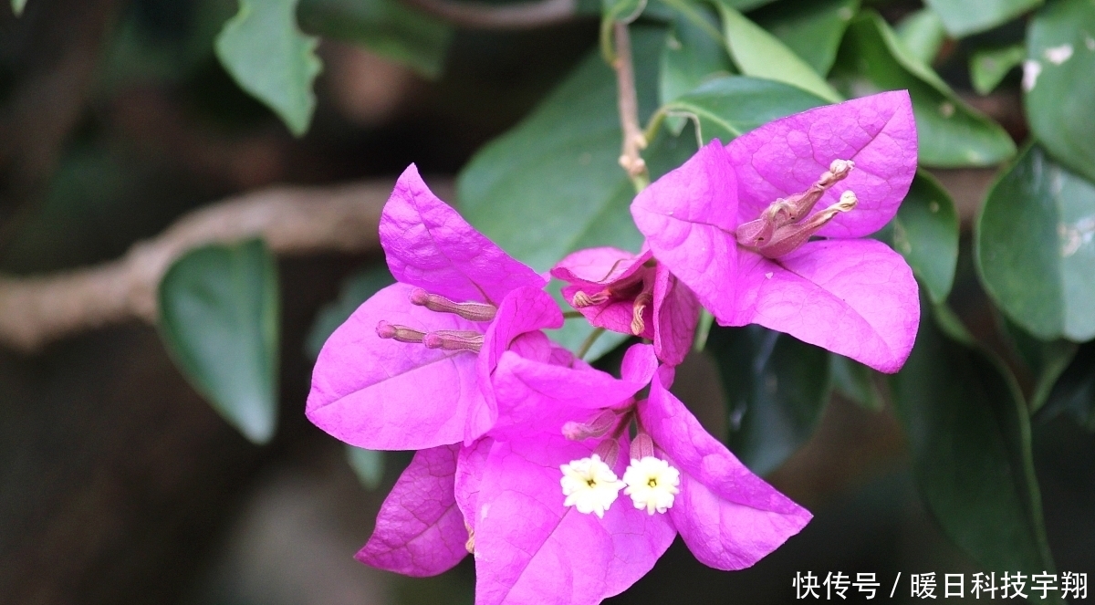 越好|特别耐热的几种花,40度依旧能正常开花,越热长得越好