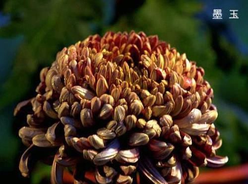  「花苞」家养这四款“开花机器”，花量大花色艳，枝头窜满花苞