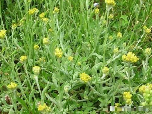  【城里人】曾经当农田杂草，如今成高档野菜，8元一斤，很多人来