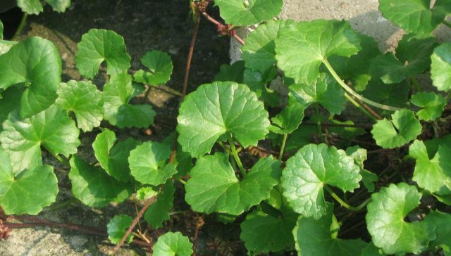  「鸡汤」这种野草深受农村人的喜欢，俗称“雷公根”，炖鸡汤喝