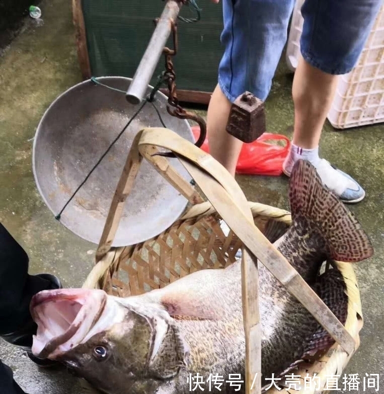  地方@它是淡水鱼中的上等佳肴，也是钓鱼人喜欢的凶猛鱼