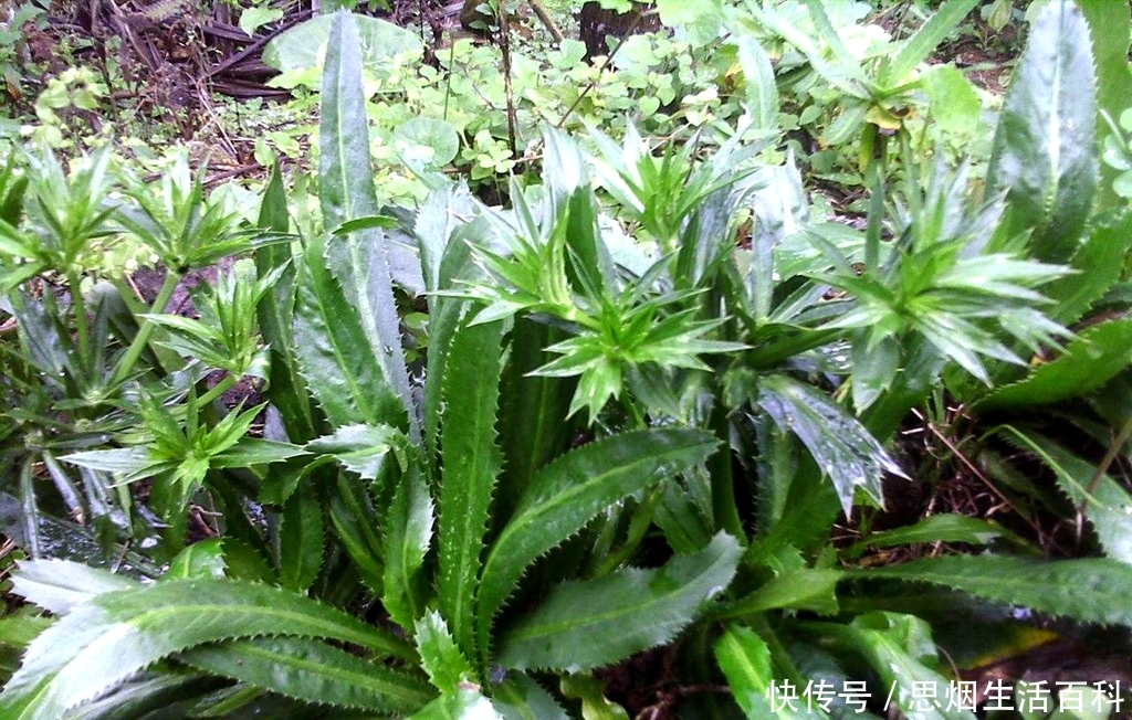  「香菜」农民以为是杂草，却是1种“香菜”，种植1斤卖20元，1亩