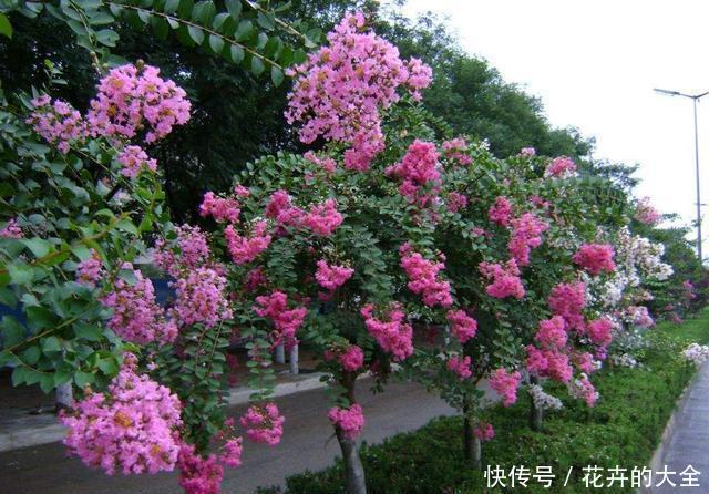 种植|今年夏天流行养紫薇,完全不怕晒,将它放到太阳下长达开花四个月