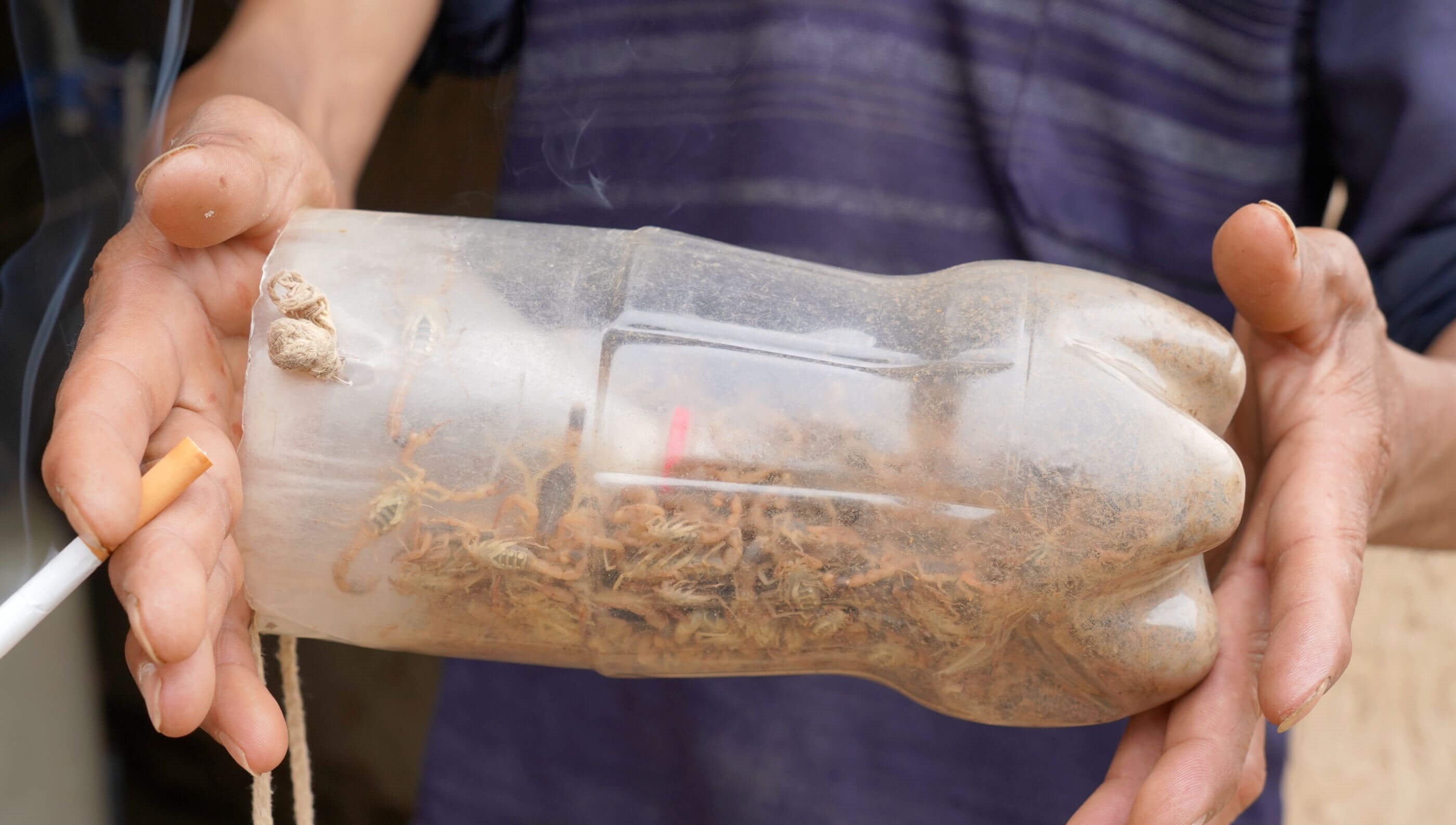 农民大哥说抓蝎子比打工赚钱多，看看他能赚多少钱