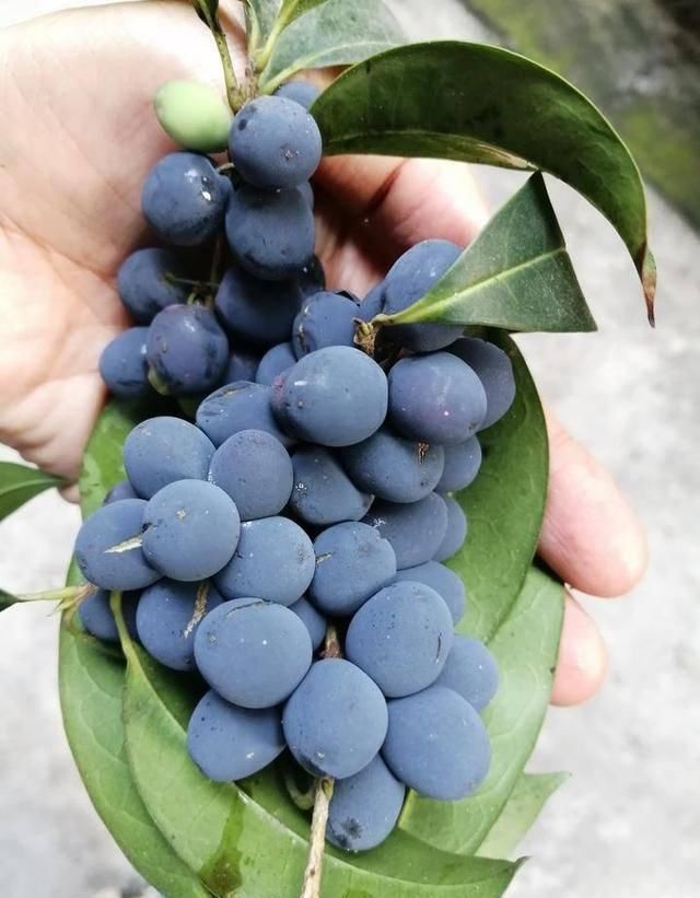  #万物#酸咪草凤仙花桂花果，有他们在的地区，万物皆满春！