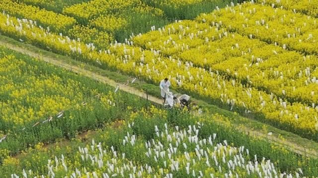  「究竟」云看花，中国美丽高等院校究竟看哪儿？
