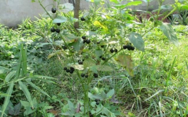  野果：农村小孩抢着吃的野果，还是一味药材，老中医说止咳极好