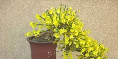  『家里』迎春花盆景养护技巧，把春天带家里真不错！
