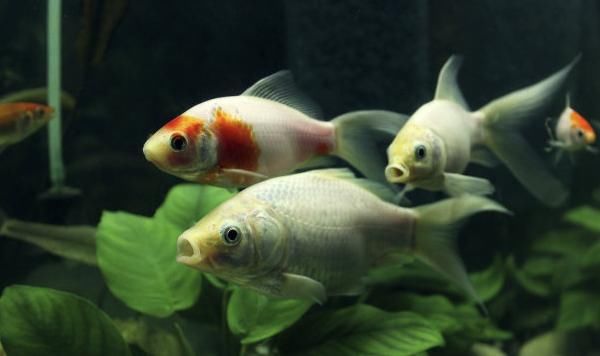  「观赏鱼」饲养锦鲤时，我们要注意以下四点细节，新手要多学习